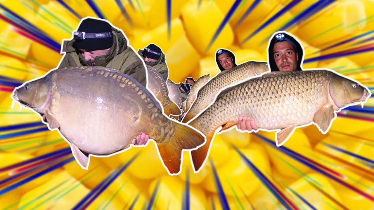 CARPE en HIVER | On sort le BABY CORN et le MAÏS DOUX !