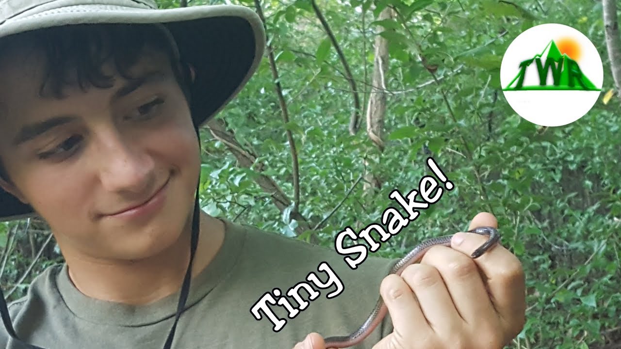 Tiny Worm Snake Is The Size Of A Pencil!