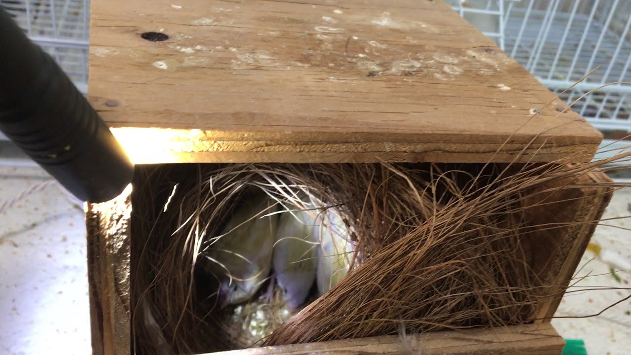 Gouldian Finch Breeding Log (New Surprise Color) 2017-18