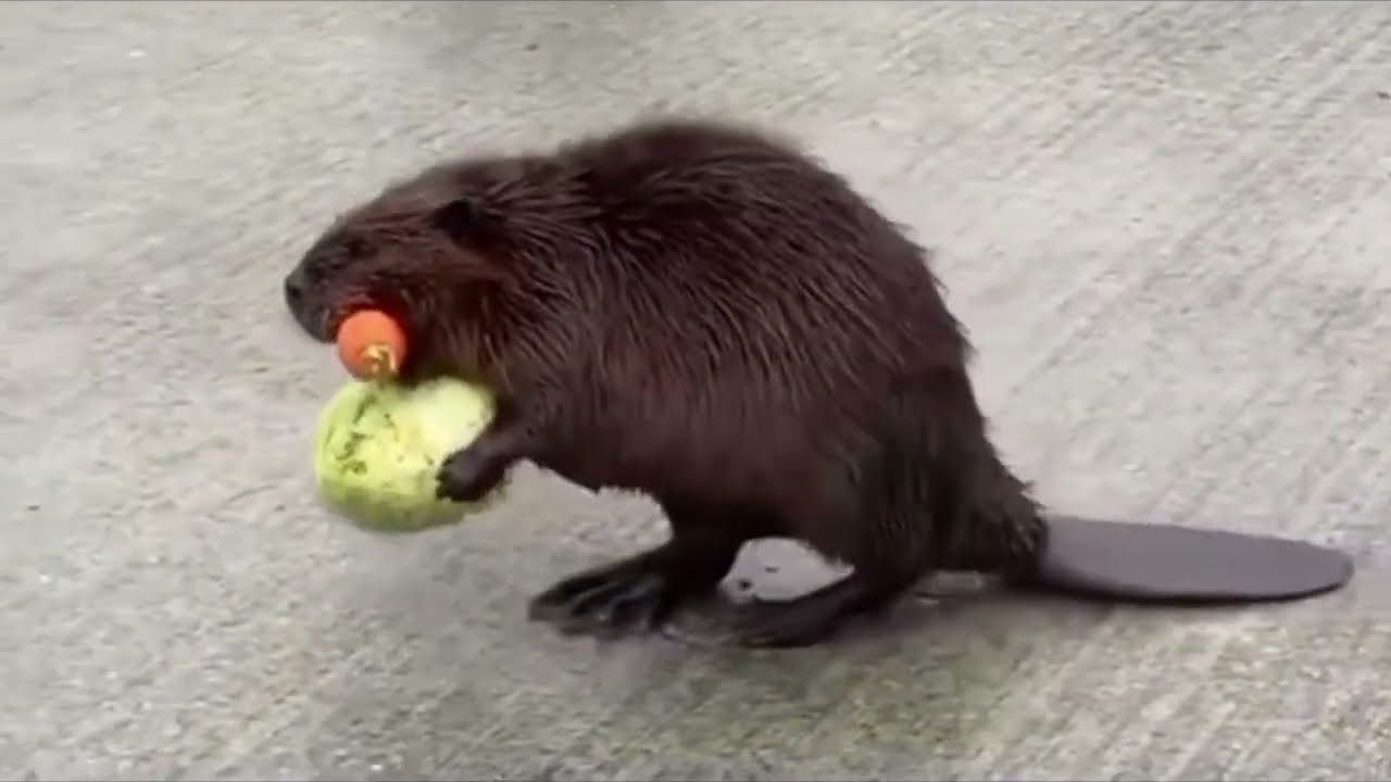 Bober Kurwa 🦫