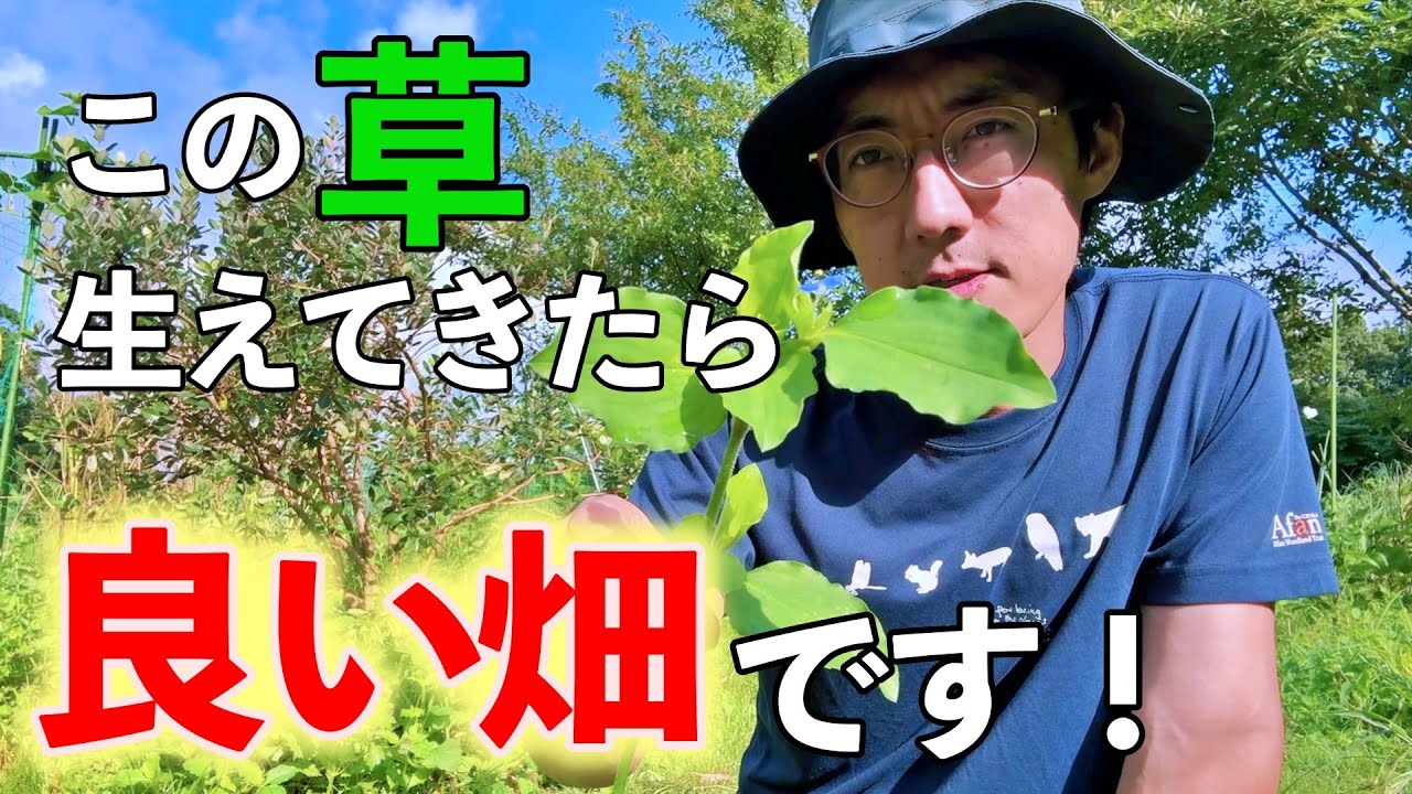 ツユクサのデザインに隠された共生関係の秘密をお話しします