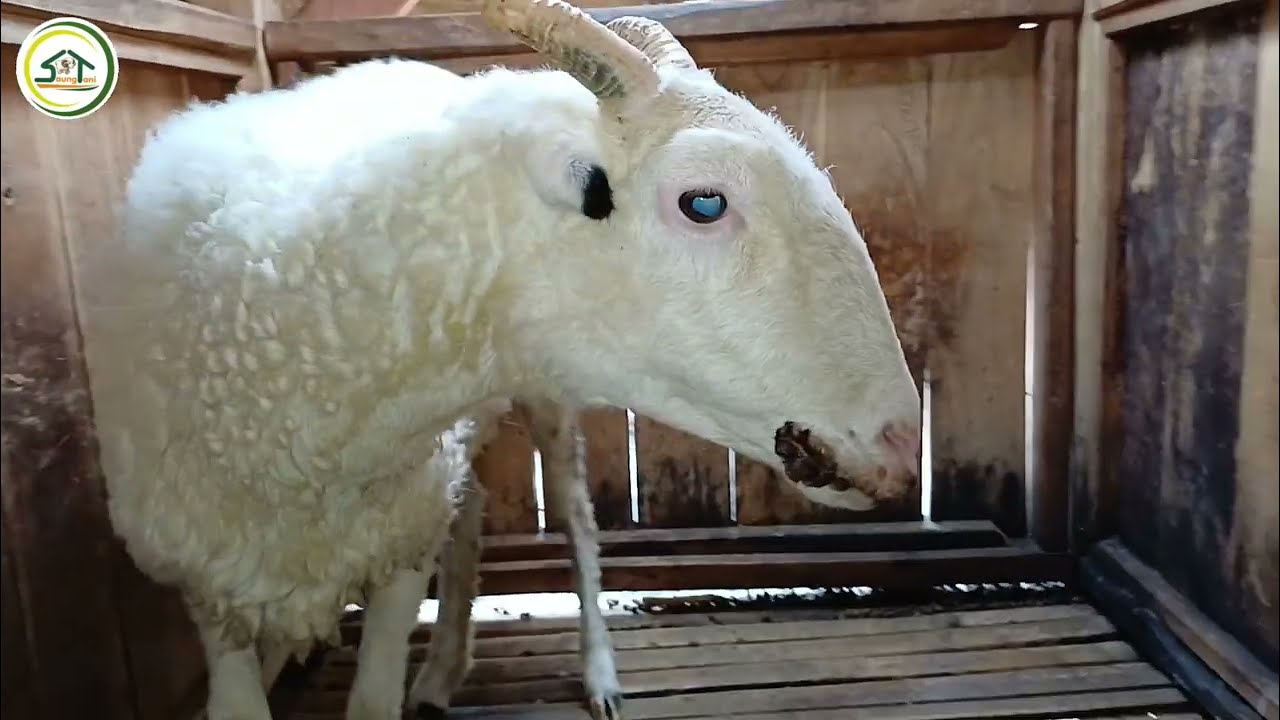 DOMBA TERKENA ORF DAN SOLUSINYA