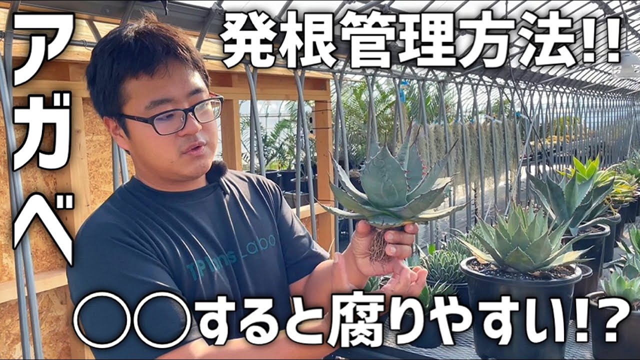 【アガベ】ベアルート株