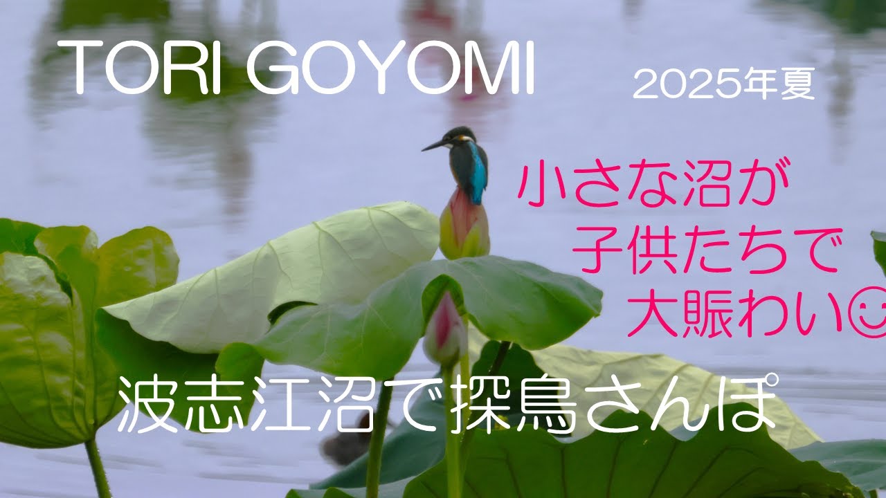 TORI  GOYOMI　 波志江沼の夏2025