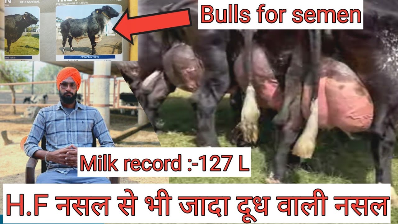 गिरलैंडो गाय की पहचान कैसे करें । Highest milk record of girlando cow । semen कहाँ से लें ।