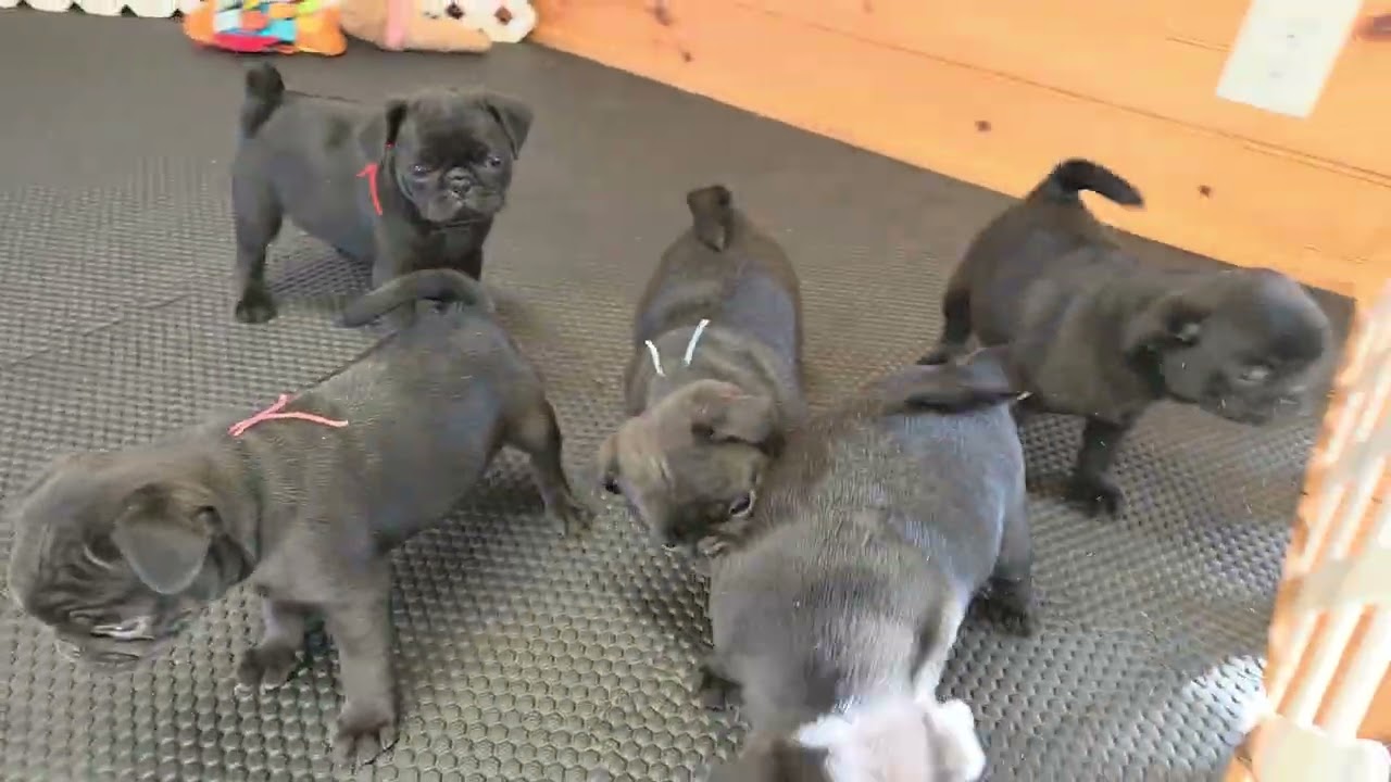 April's 7 week old litter. 