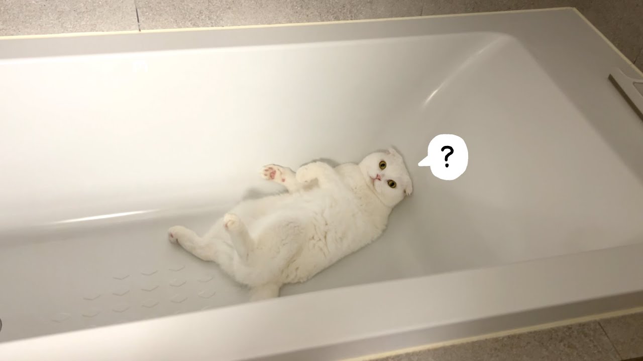 왜요? 이런 고양이 첨 봐요?