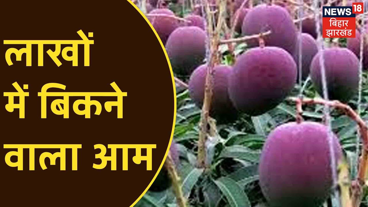 1 किलों आम 3 लाख रूपए ! क्या है इतने महंगे आम की सच्चाई ? News18 Bihar