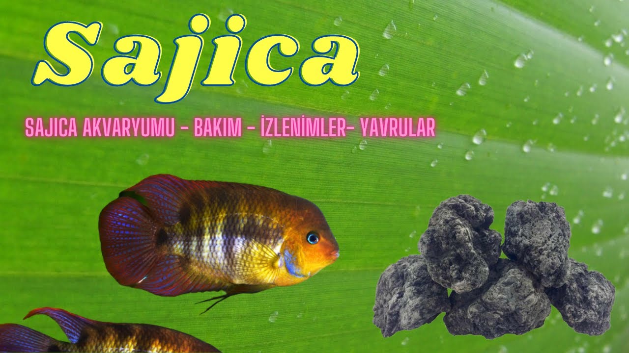 Sajica Tankı - Giriş - Tanıtım