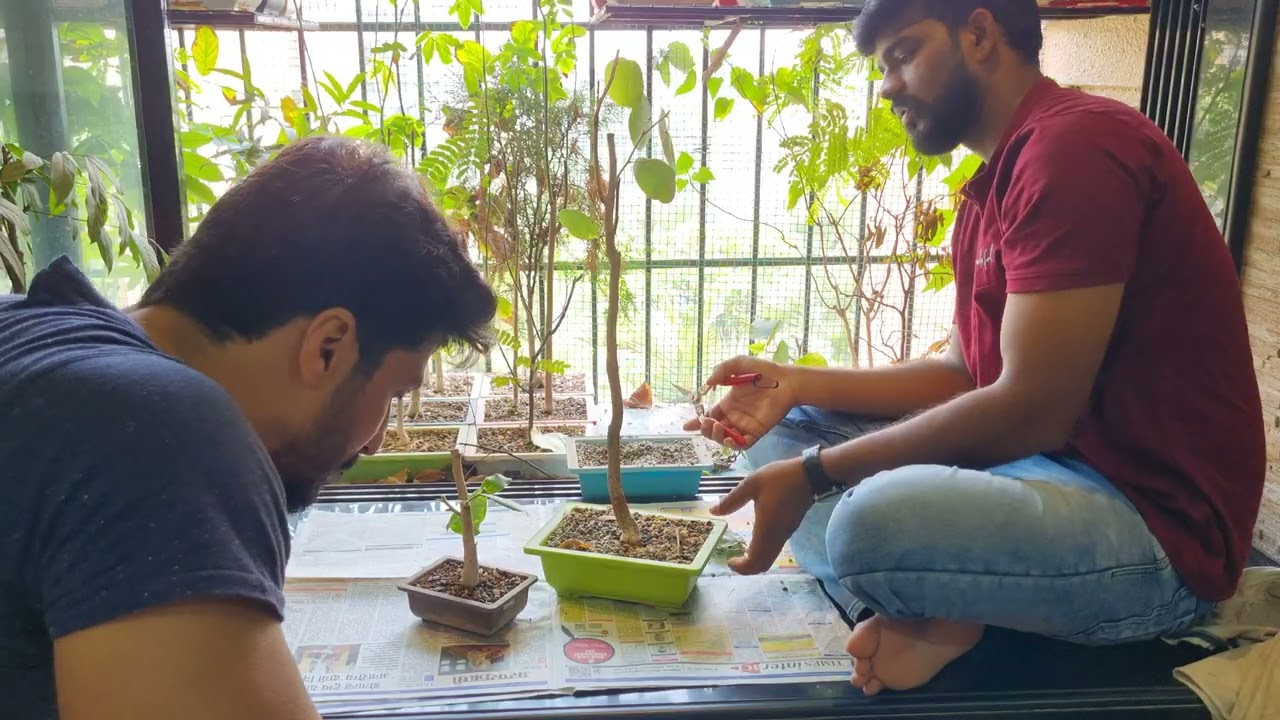 Bonsai Trees - Pruning With Ketan (2025) - Volume 1