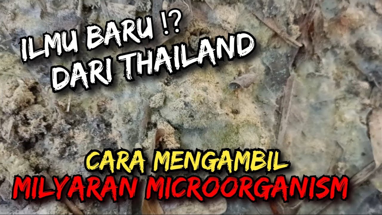 ILMU BARU ⁉️ DARI THAILAND , Cara Mengambil IMO dari Alam #mol #imo #pupukpembenahtanahorganik