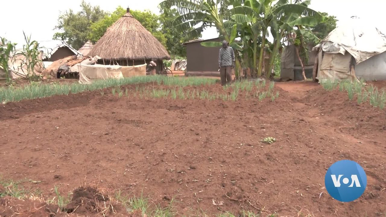 Aid Cuts, Climate Change Hit South Sudanese Refugees in Uganda | VOANews