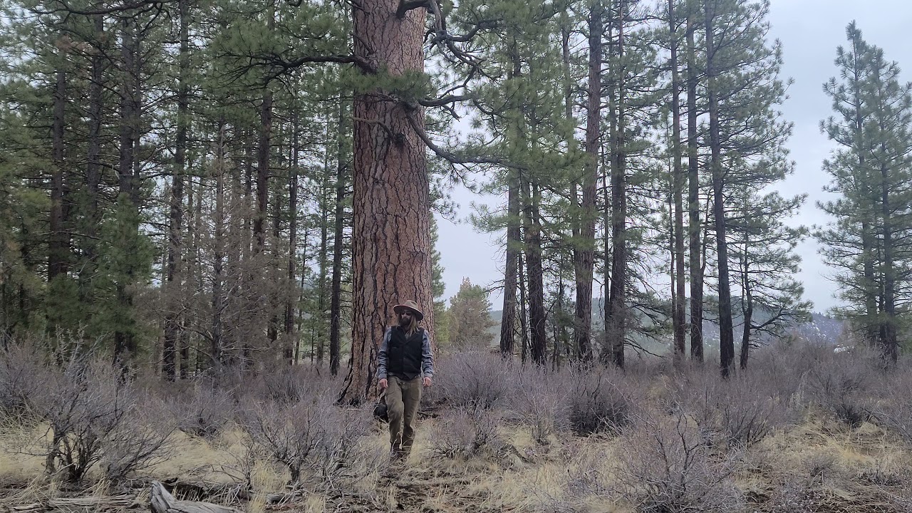 Rare old growth Ponderosa Pine