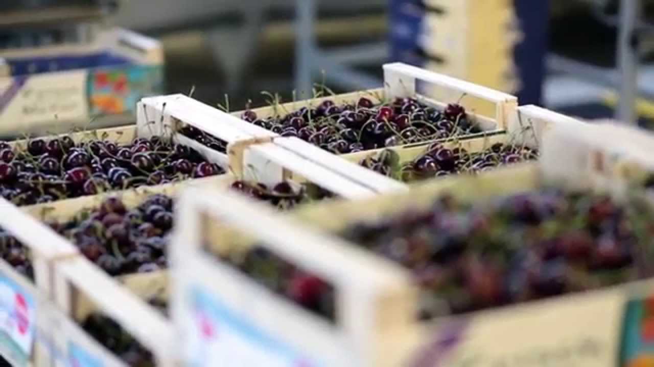 Süßkirschen Sortierung | Sommertour 2015: Folge 4, 9.7.2015