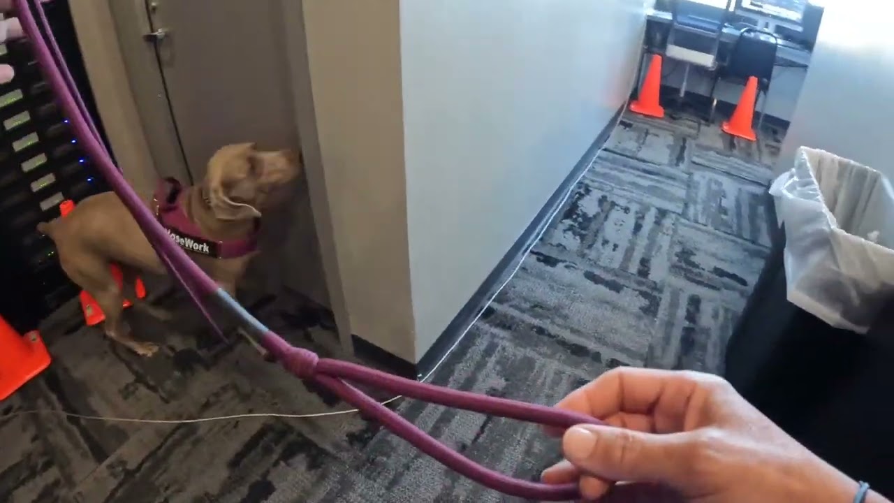 AKC Regional Excellent Interior 4/9/22 GOPRO