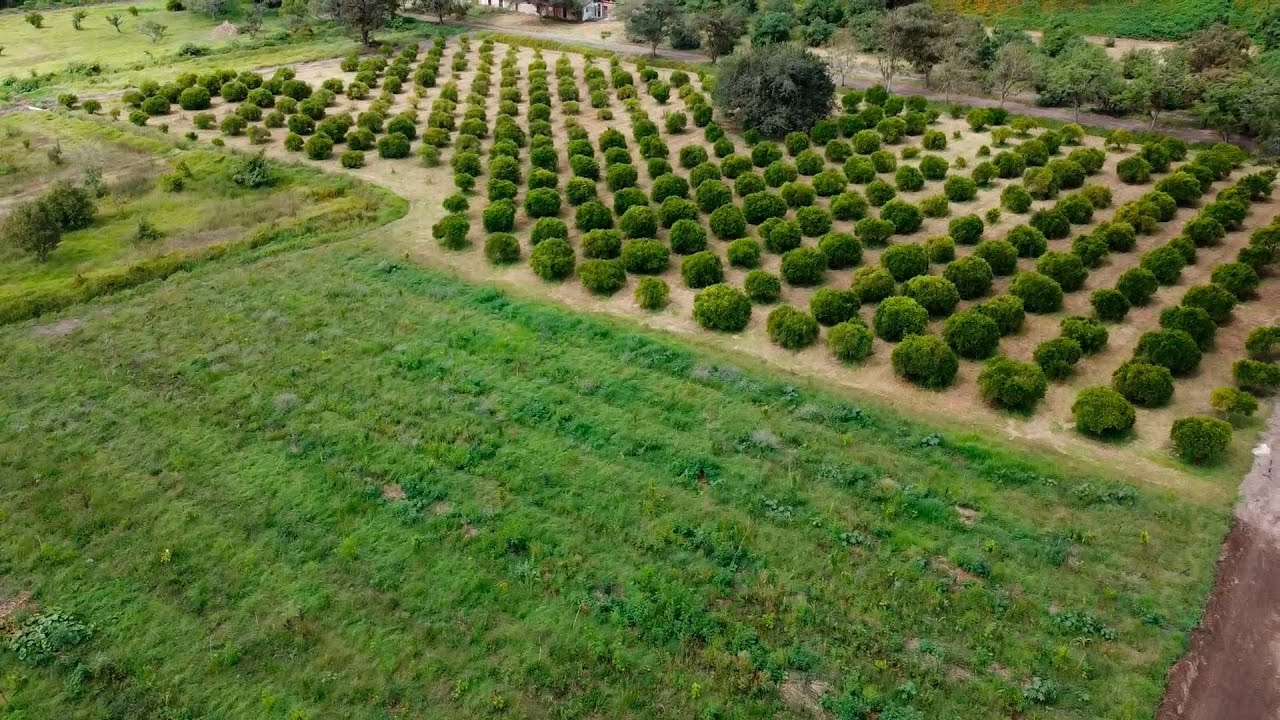 10 HECTÁREAS de MONOCULTIVO en camino a BOSQUES Sintrópicos de ALIMENTO - Pionero de Guayllabamba Ec