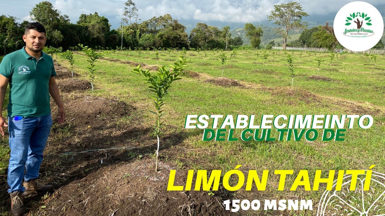 Establecimiento del cultivo de Limón Tahití 🍊🍋🇨🇴