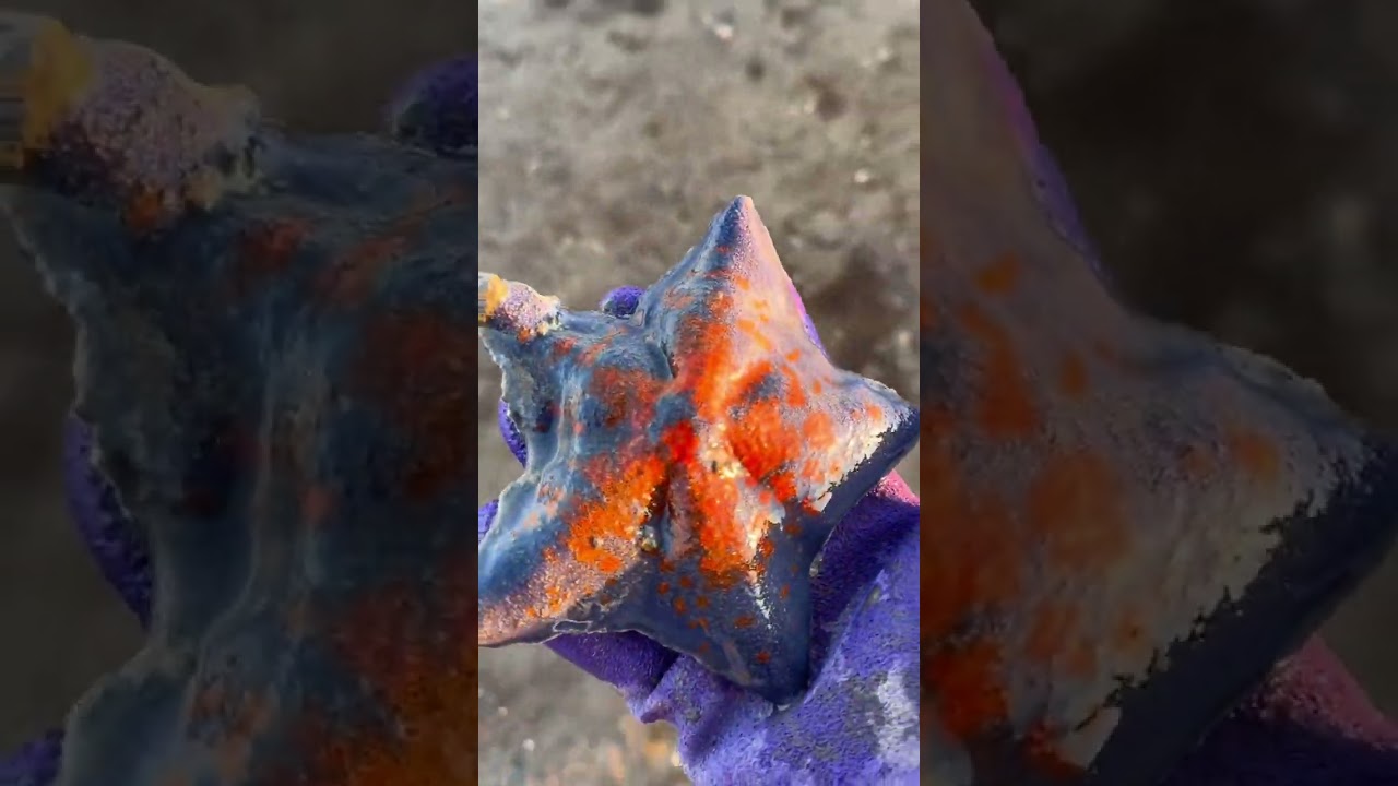 Evening Dive into the Live Flood Season: Harvest Success with Ga & Conch