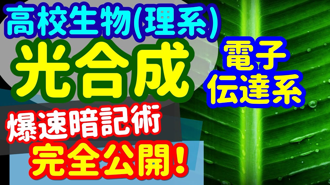 【高校生物 10】同化【C3植物の光合成】を宇宙一わかりやすく