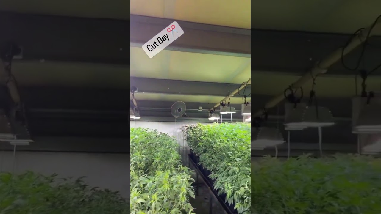 Blueberry Muffin Moms #cbd #cannabiscommunity #farming #grow