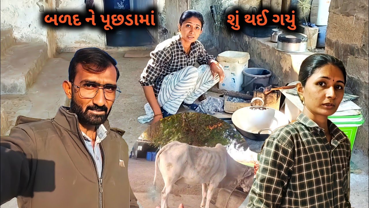 બળદ ને પૂછડામાં શું થઈ ગયું 😱 || R Gujju Vlog || 