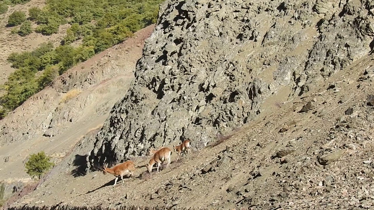 dersim pülümür karayolundan geçen dağ keçileri