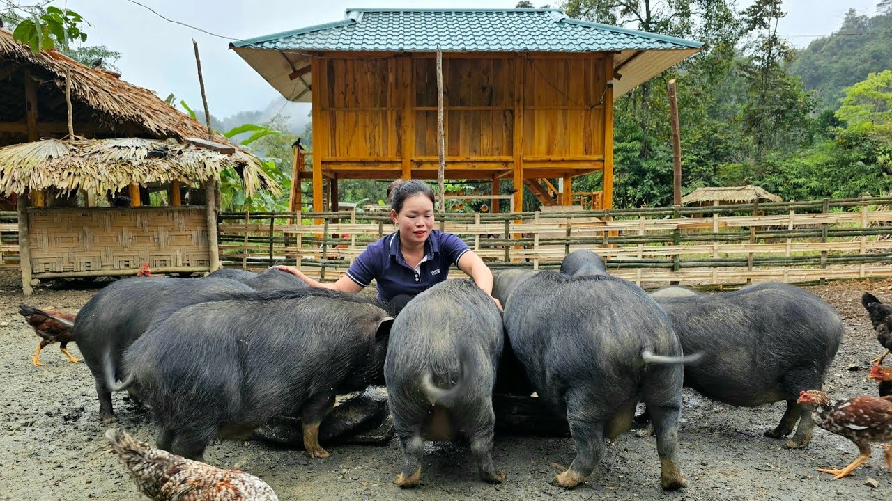 Single girl: How to make a Bamboo Fence to release pigs - Animal care | Trieu Mai Huong