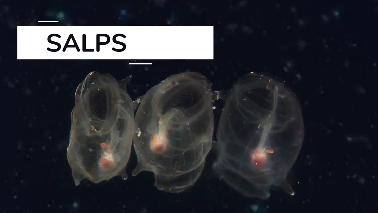 Keeping up with Salps