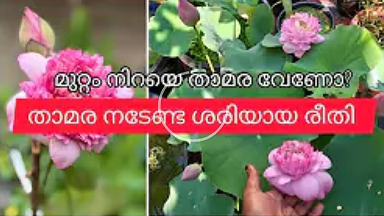 താമര നടുമ്പോൾ ഇങ്ങനെയൊന്ന് നട്ടുനോക്കു. മുറ്റം താമരയാൽ നിറയും /Potting video of lotus tubers