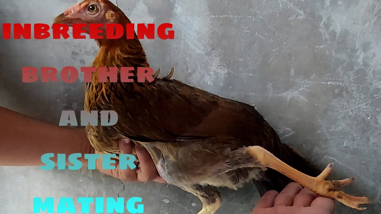 Inbreeding result