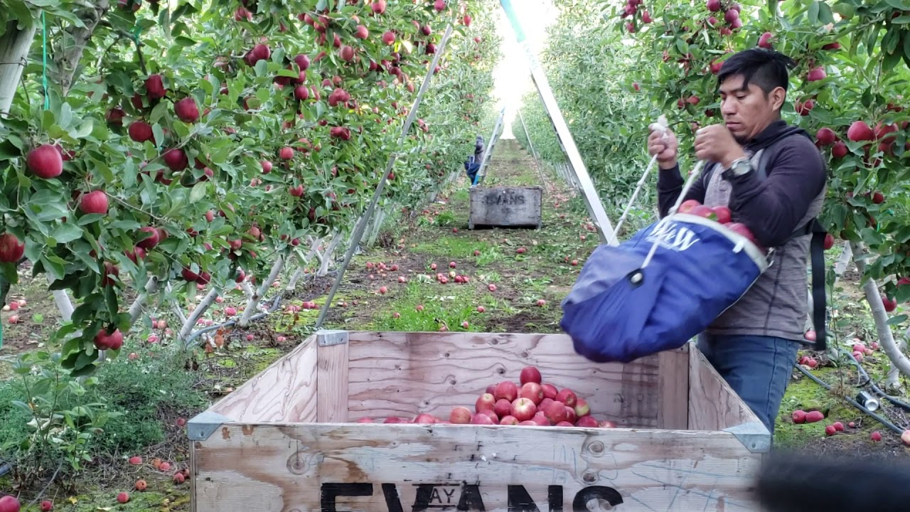 Pisca de manzana por contrato