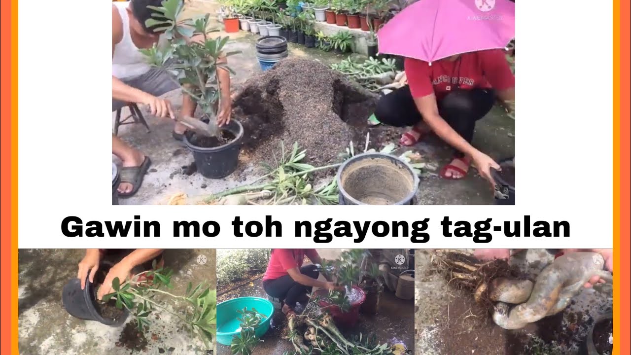 Preparing my adeniums for rainy season.. gawing iamready ang inyong adenium ngayong tag ulan..