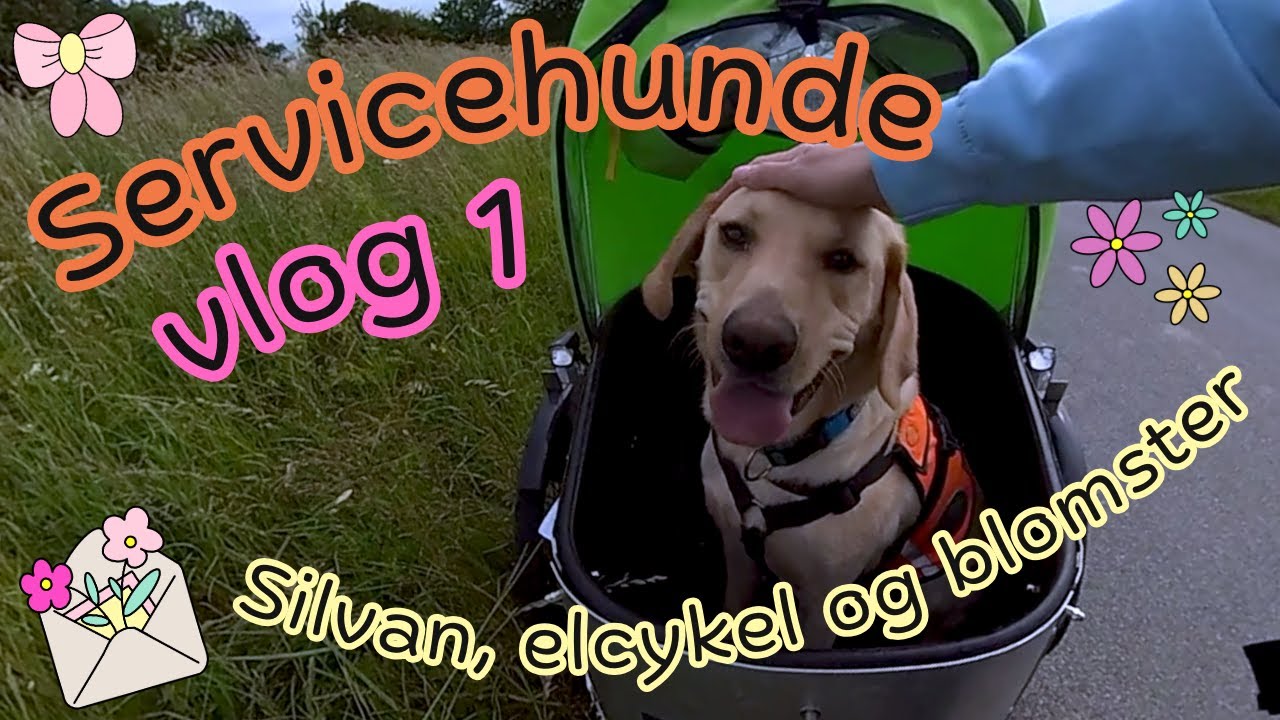 Servicehunde vlog 1
