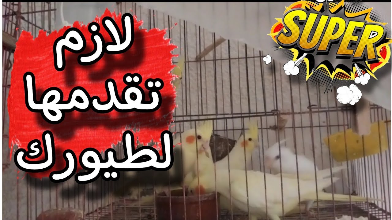 افضل تغذية صحيحة للعصافير بديلة الفلارس والبلكم