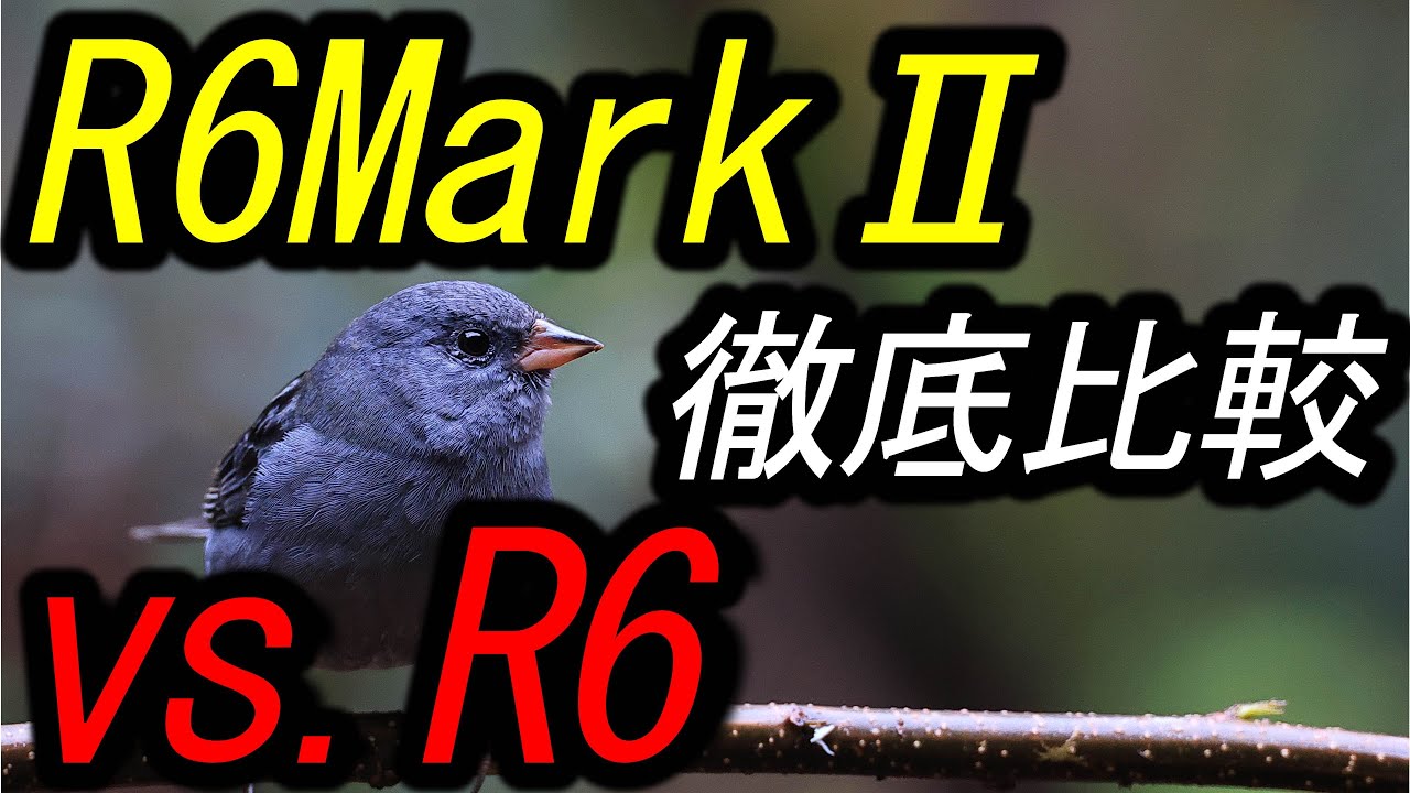R6MarkⅡvs.R6、徹底比較。