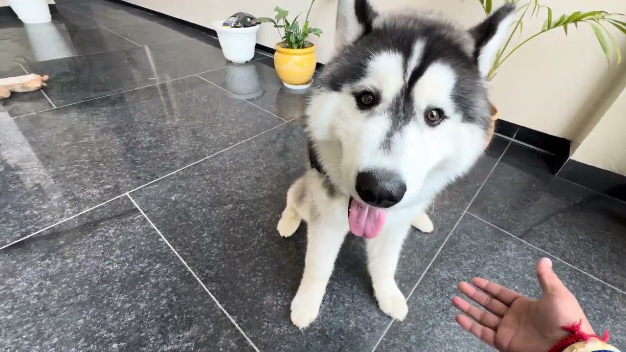 Simba bohut Shararati hai 🤣🤣 #husky #viralvideo #parkvlog #parlay #games ￼