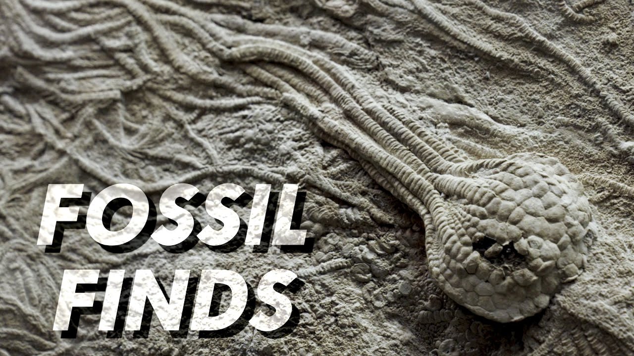 Waukesha Fossils - Great Lakes Now - Episode 1029 - Segment 3
