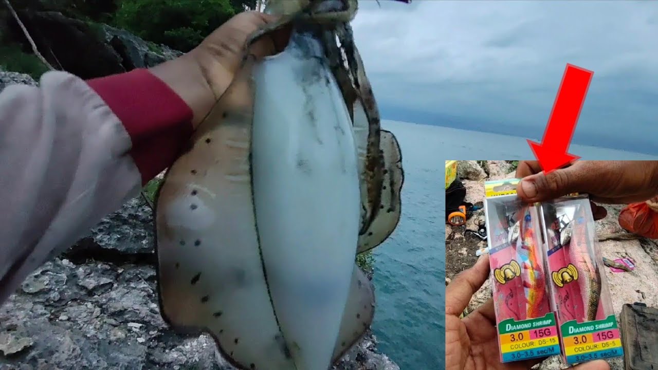 mancing cumi cumi || pakek egi ini dijamin dapat babon