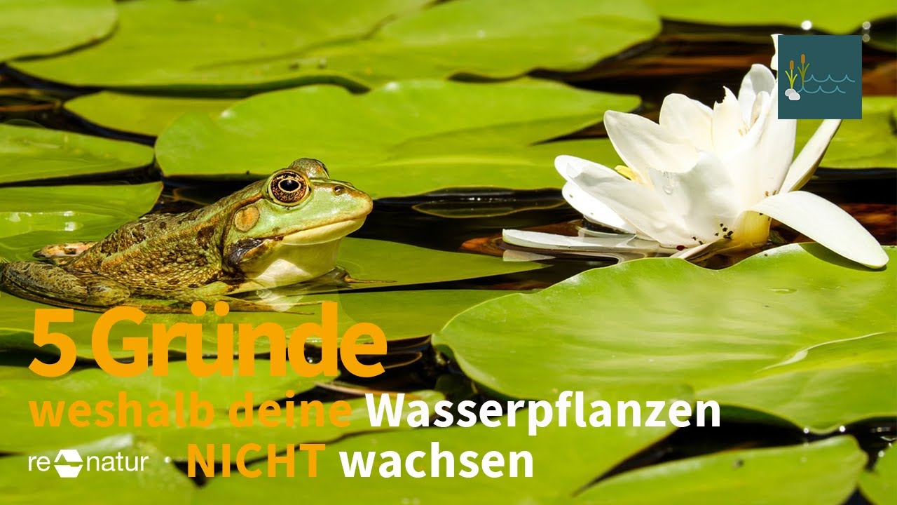 5 Gr&uuml;nde wieso deine Wasserpflanzen nicht wachsen! N&auml;hrstoffe, Standort, Wassertiefe und ...