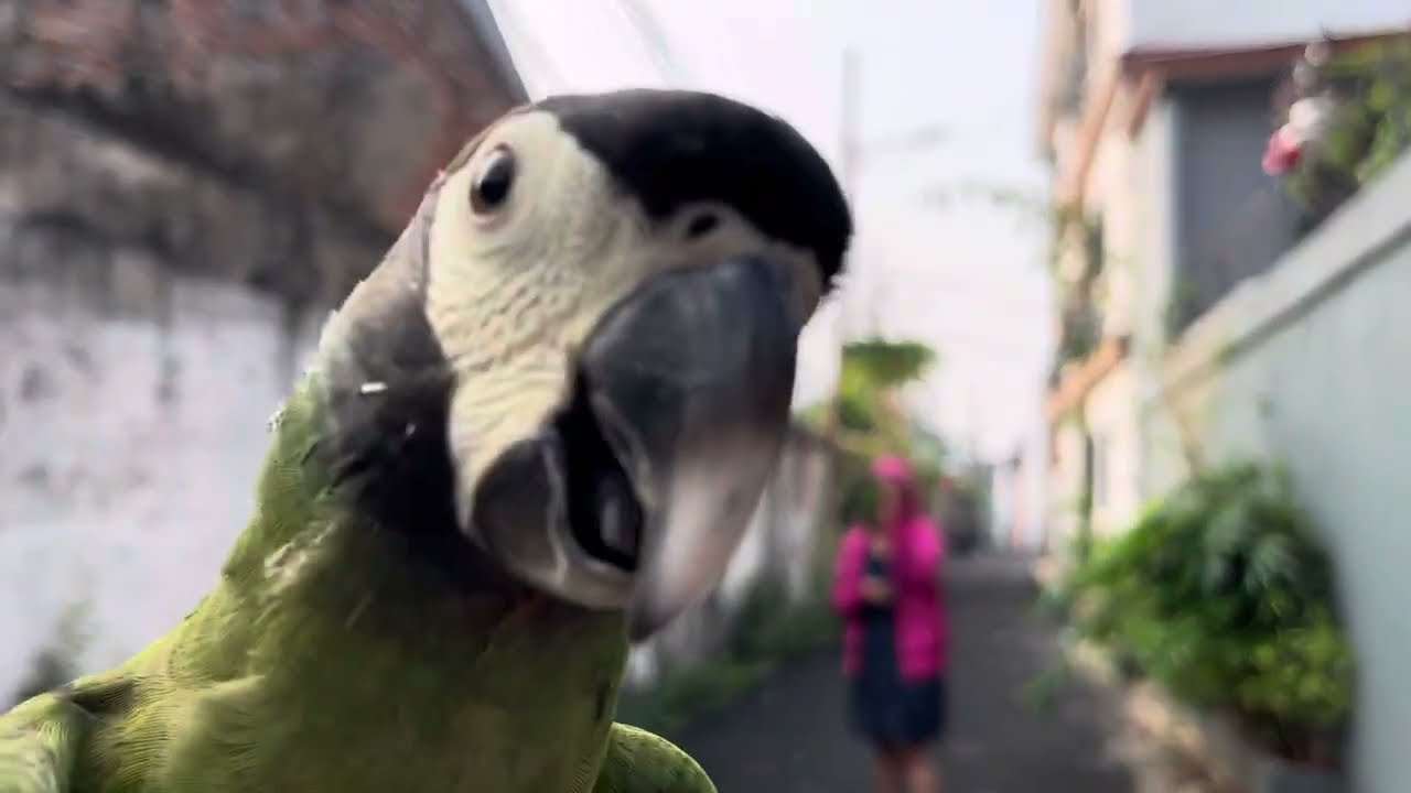 Free flying high of duo mini macaws with shorter duration than usual