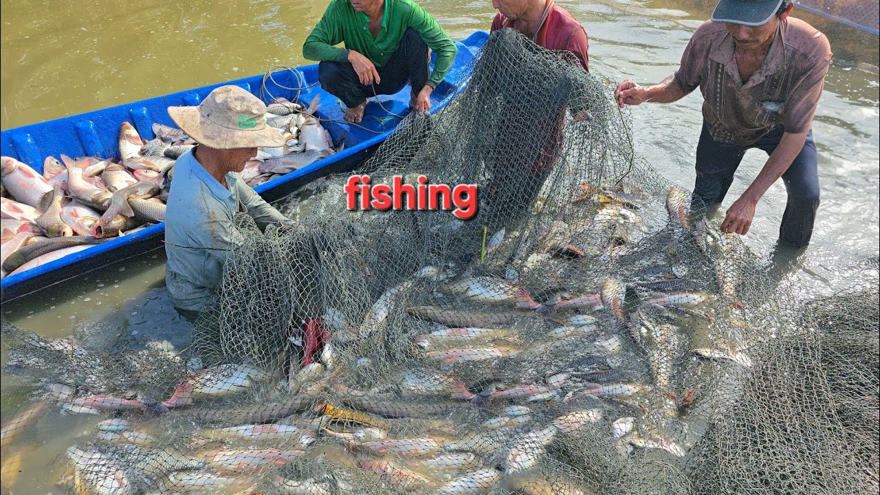 1 Lưới Cá Tha Hồ Mà Ăn Cả Xóm Ăn Không Hết Gần 1 Tấn