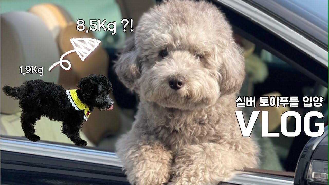 [입양 브이로그]새로운 가족이 생겼어요ㅣ실버푸들 입양ㅣ토이푸들이 8.5kg?