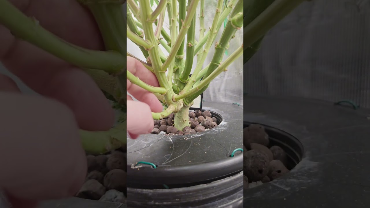 David gegen Goliath: Living Soil vs. DWC Edition! 🥊🌱​ 