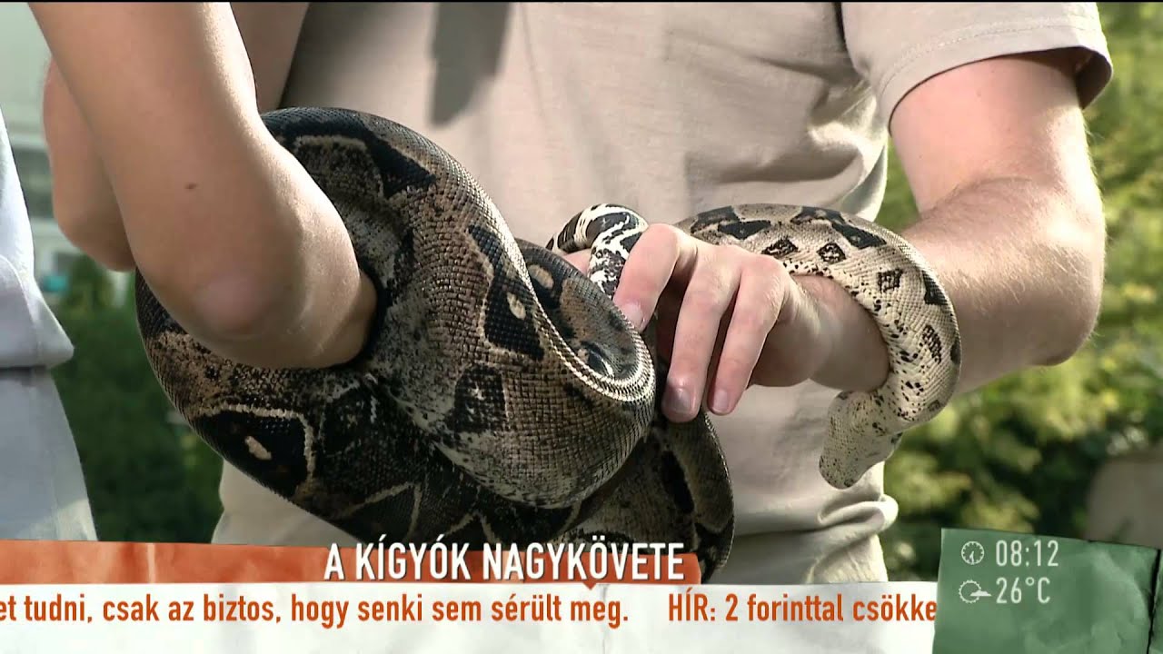 A kis boa nagykövet lett - 2015.08.11. - tv2.hu/mokka