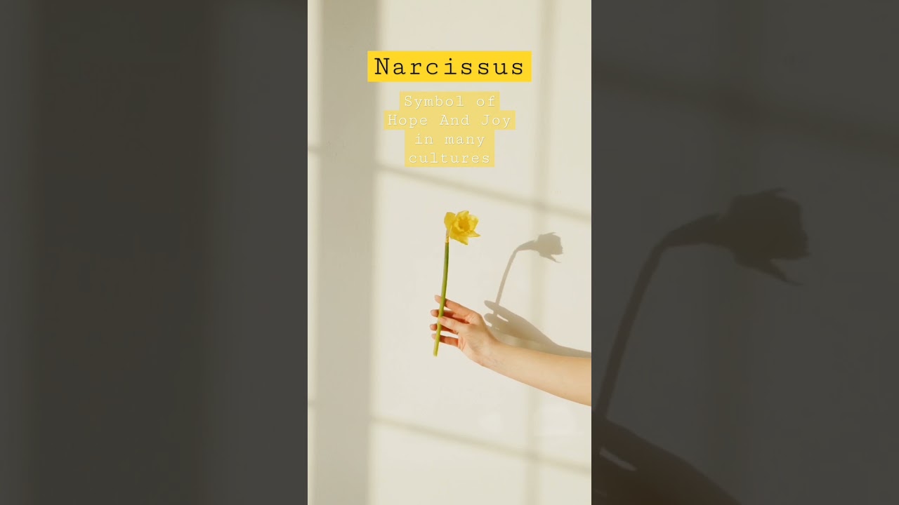 Narcissus #botany
