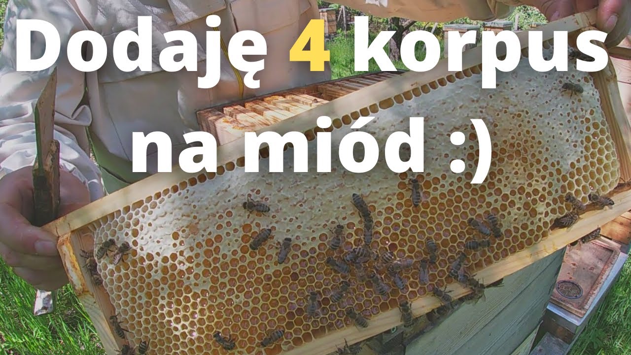 #91 Dodaję 4 korpus na miód. Jak sobie radzę z nastrojem rojowym (10.05.2022)