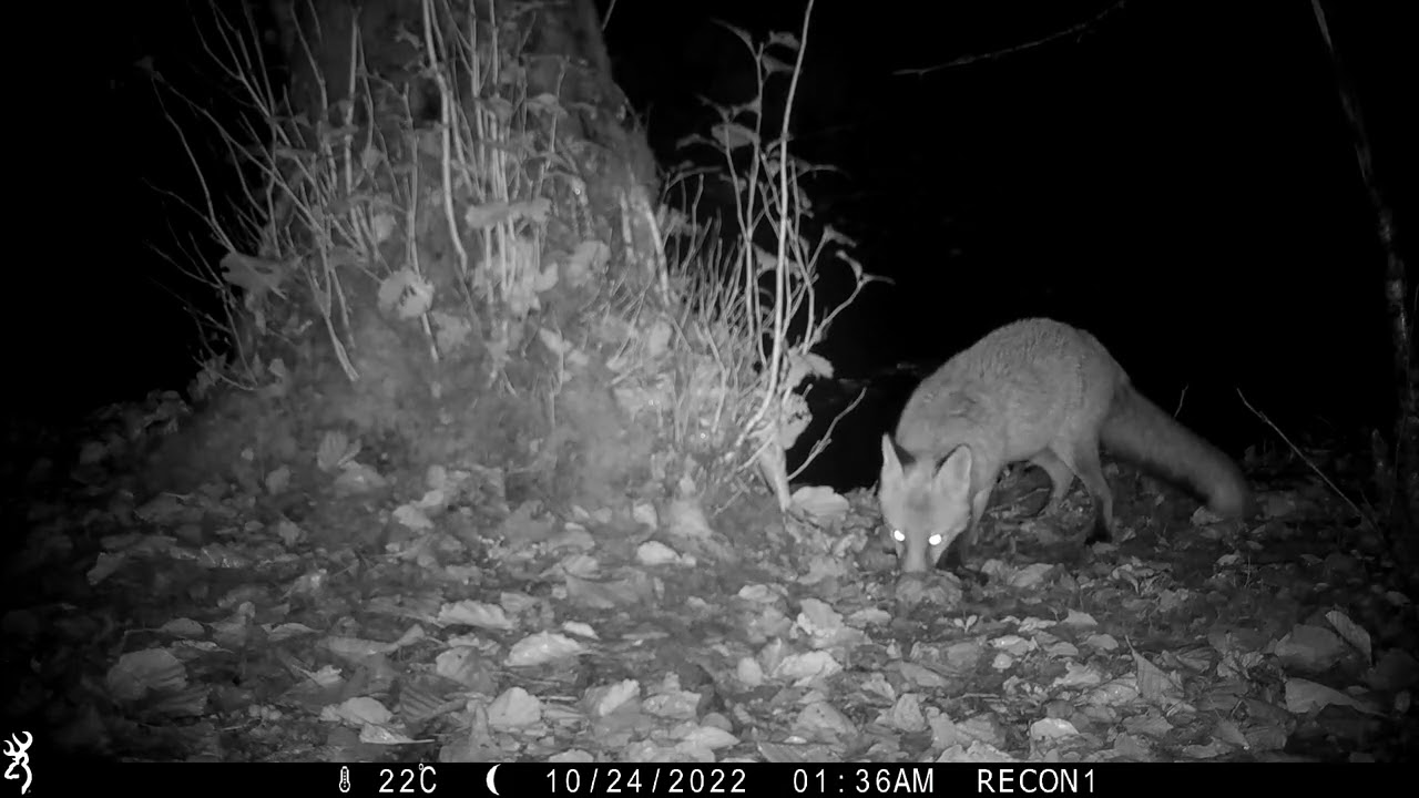 Fox Tales:  The Life of Red Foxes In The Wild In Scotland