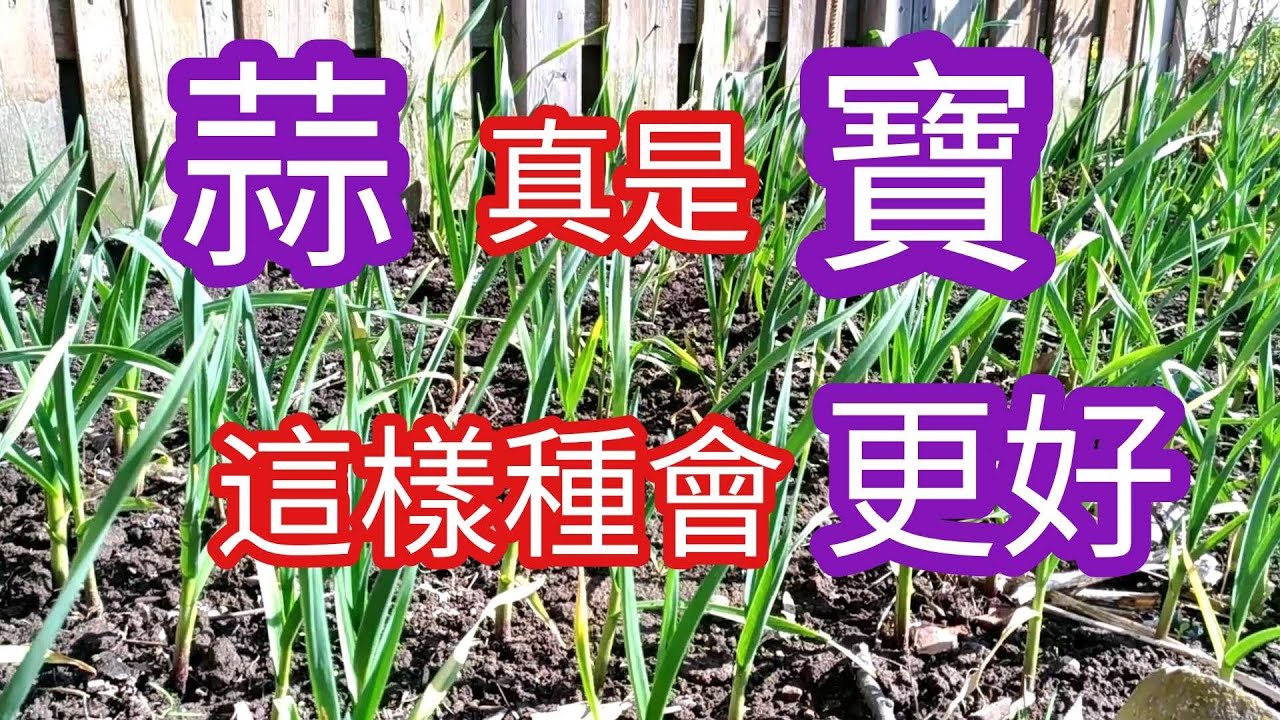 為什麼說蒜真是&ldquo;寶