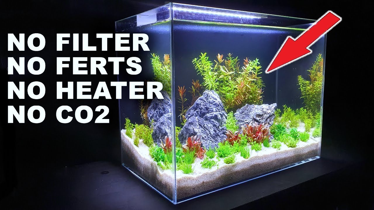 NO filter, NO CO2, NO Ferts, NO Heater: FINISHED! MD FISH TANKS