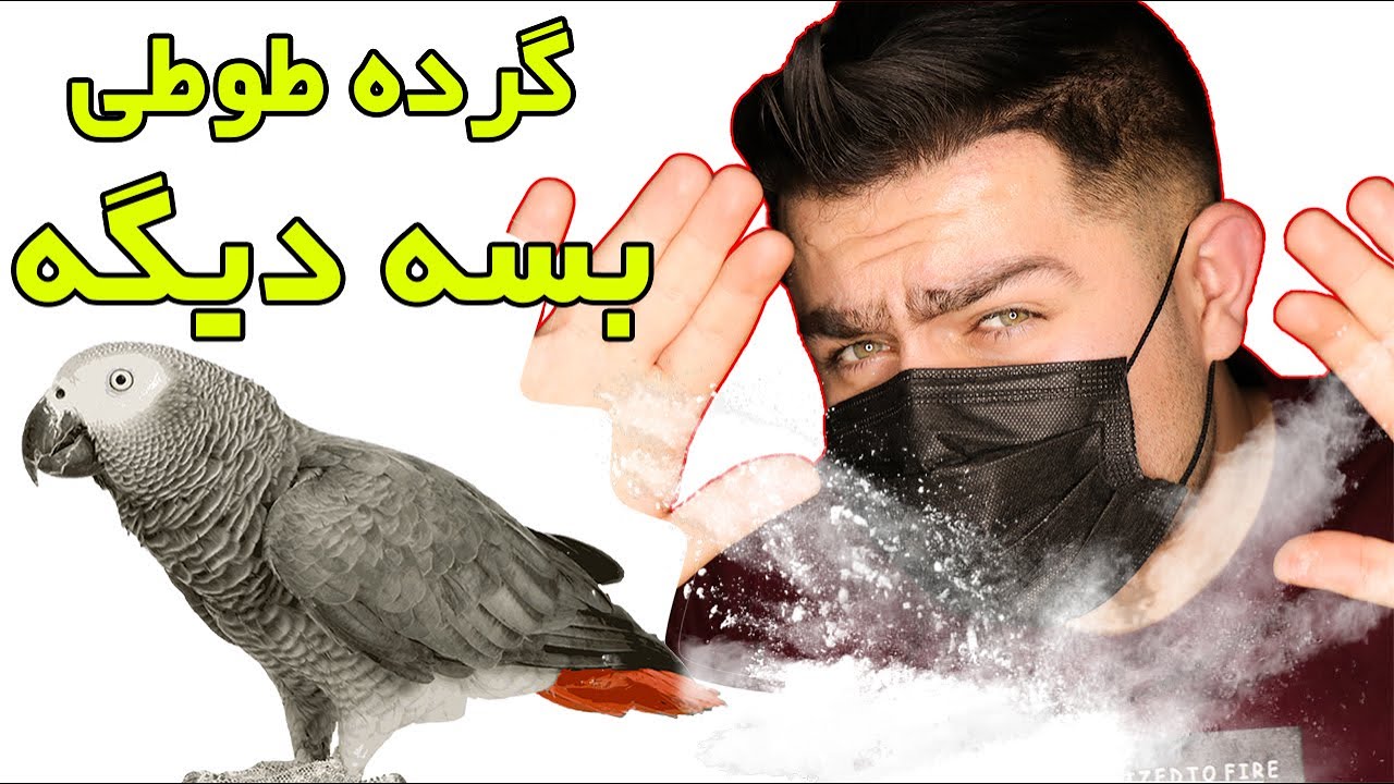 گرده طوطی چیه؟؟ || راه حل ||خطر؟؟؟|| کدام طوطی ها گرده ندارند